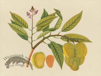 Far East Fruit and Flowers 21